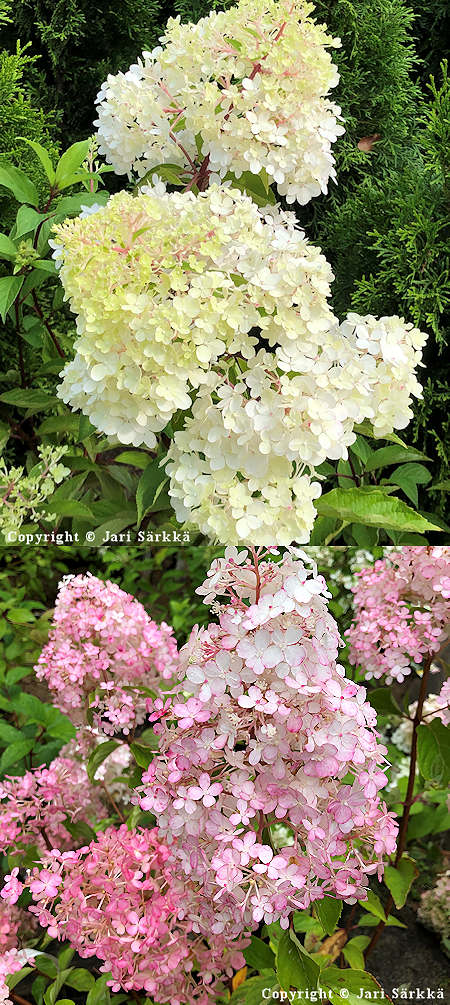 Hydrangea paniculata 'Renhy' ('Vanille Fraise'), japaninhortensia
